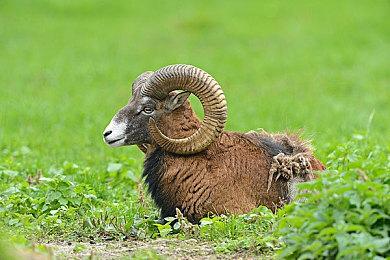 水墨风汉字解谜游戏《梦蝶》6月29日正式上线Steam！方寸之间，“字”有乾坤！